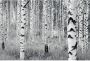 Komar Woods Fotobehang 400x270cm 8-banen - Thumbnail 1