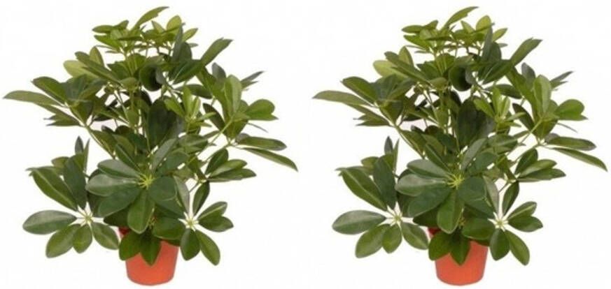 Merkloos 2x Schefflera kunstplant 55 cm Kunstplanten