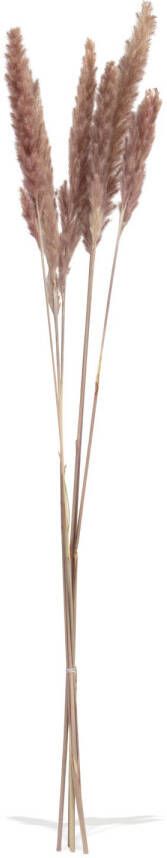 Merkloos Droogbloem pampas pluim bruin 65-75 cm