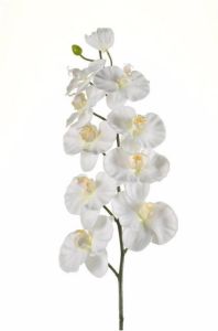 Merkloos Kunstbloem Orchidee tak 100 cm wit Kunstbloemen