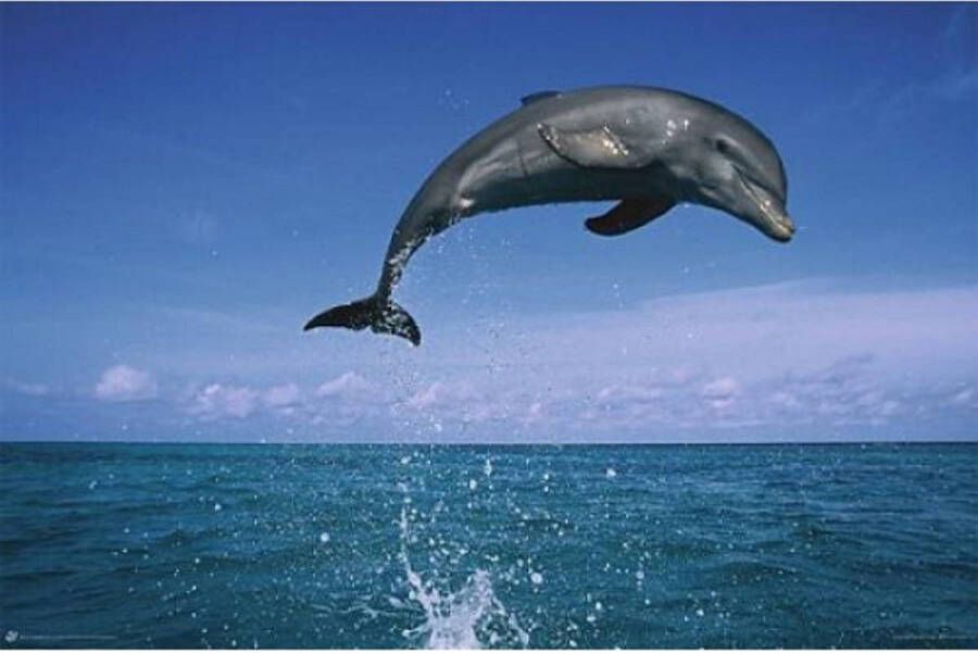 Merkloos Poster dolfijn 61 x 91 5 cm