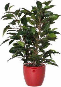 Mica Decorations Groene ficus kunstplant 40 cm met plantenpot wijnrood D13.5 en H12.5 cm Kunstplanten