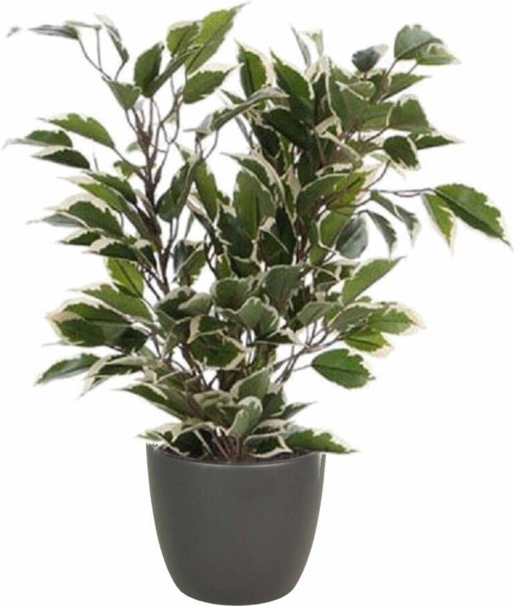 Mica Decorations Groen witte ficus kunstplant 40 cm met plantenpot mat antraciet grijs D13.5 en H12.5 cm Kunstplanten