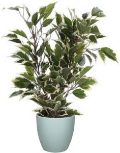 Mica Decorations Groen witte ficus kunstplant 40 cm met plantenpot mat mintgroen D13.5 en H12.5 cm Kunstplanten