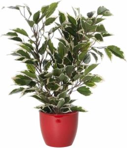 Mica Decorations Groen witte ficus kunstplant 40 cm met plantenpot wijnrood D13.5 en H12.5 cm Kunstplanten