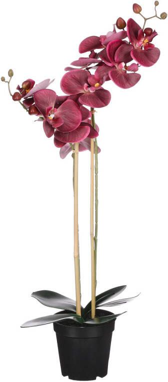 No brand Kunstplant Orchidee in pot bordeaux 70cm