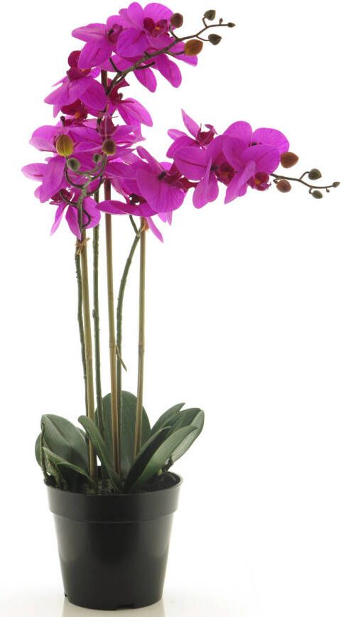 Nova Nature (Best) RT Phalaenopsis Bora x3 in pot 60cm fuchsia