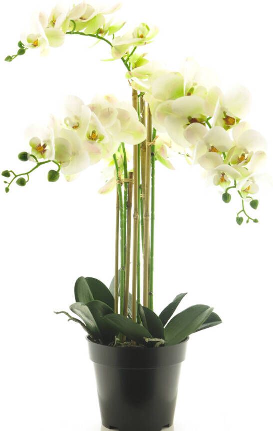 Nova Nature (Best) RT Phalaenopsis Bora x5 in pot 60cm white