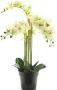 Nova Nature (Best) RT Phalaenopsis Bora x5 in pot 60cm white - Thumbnail 1