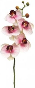 Nova Nature Kunst Phalaenopsis Orchidee Bora 58 cm Roze
