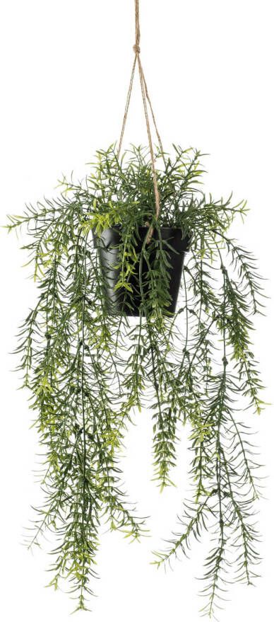 Botanic-Haus Kunst-potplanten Asparagus-plantenhanger (1 stuk)