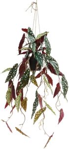 PrettyPlants Begonia Maculata Kunst Hangplant 95cm