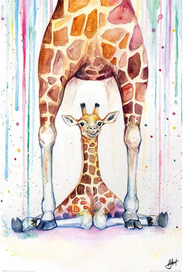 Pyramid Marc Allante Gorgeous Giraffes Poster 61x91 5cm