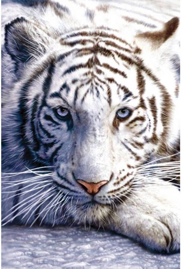Pyramid Poster White Tiger 61x91 5cm