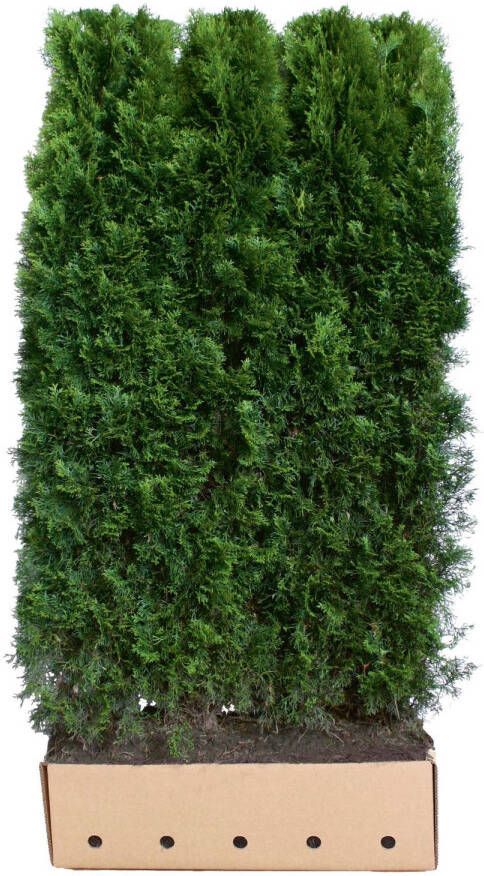 Quickhedge Thuja occidentalis smaragd 200 cm