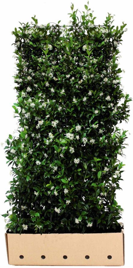Quickhedge Trachelospermum jasminoides 180 cm