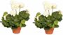 Shoppartners 2x Kunstplant geranium wit 30 cm Kunstplanten - Thumbnail 1