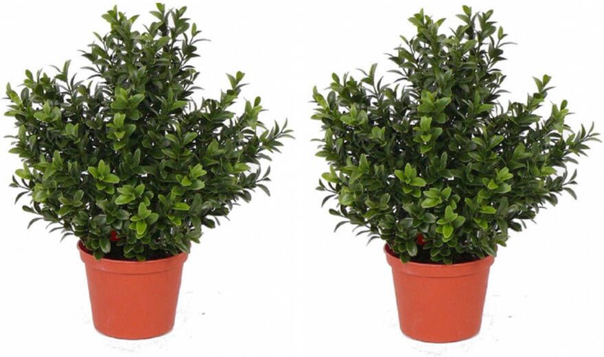 Shoppartners 2x Kunstplanten buxus in pot 31 cm Kunstplanten