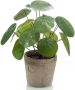 Merkloos 2x stuks Kunstplanten Pannekoekplant groen in pot 25 cm Kamerplanten groen pilea Kunstplanten - Thumbnail 1