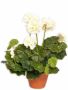 Shoppartners Kunstplant geranium wit 30 cm Kunstplanten - Thumbnail 1