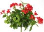Merkloos Kunstplanten Oostenrijkse Geranium rood 40 cm Kunstplanten met bloemen Kunstplanten - Thumbnail 2