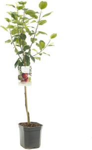 Warentuin Malus domestica Gloster Roodpaarse najaarsappel laagstam