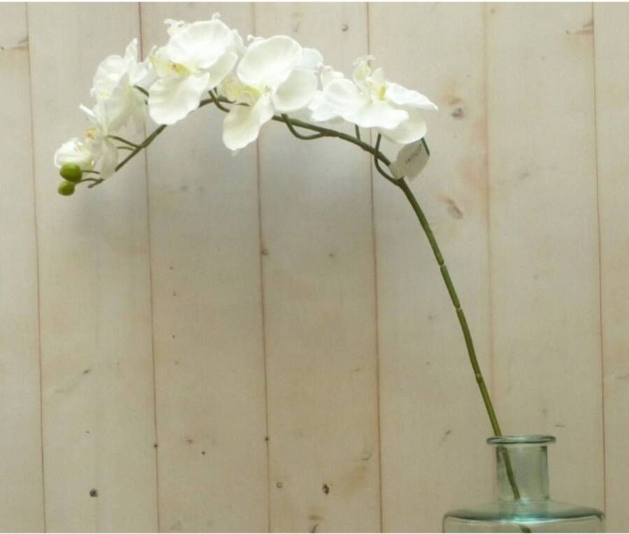 Warentuin Mix Kunstvlinderorchidee groot op steker wit