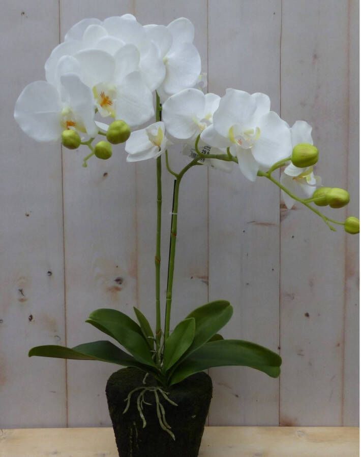 Warentuin Mix Orchidee phalaenopsis 2 stelen 40 cm