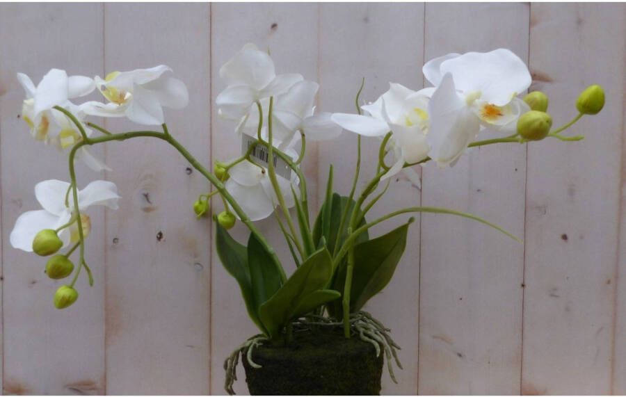 Warentuin Mix Orchidee phalaenopsis 3 stelen wit 30 cm