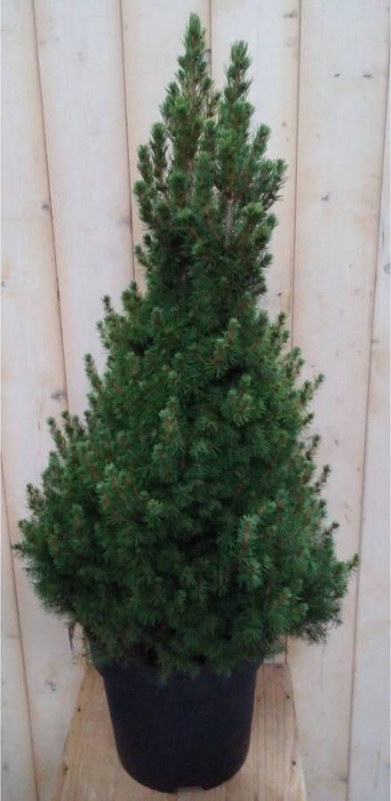 Warentuin Natuurlijk Conifeer Picea 100 cm