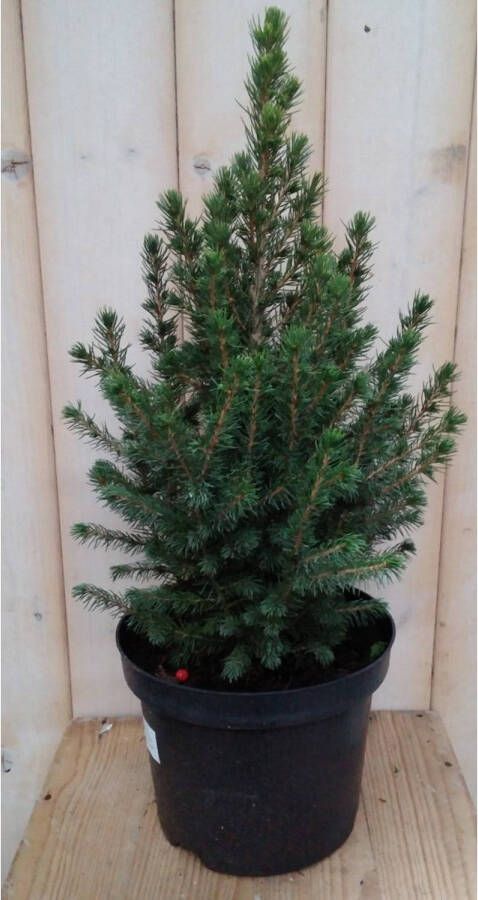 Warentuin Natuurlijk Conifeer Picea 30 cm