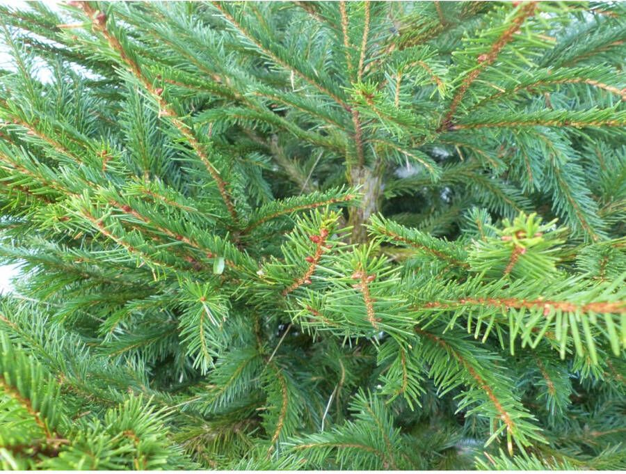 Warentuin Natuurlijk Gewone gezaagde kerstboom Picea Abies Fijnspar 175-200 cm
