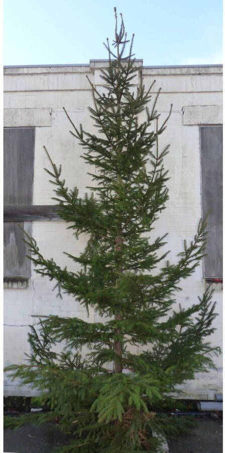 Warentuin Natuurlijk Gewone gezaagde kerstboom Picea Abies Fijnspar XXXL 300-400 cm