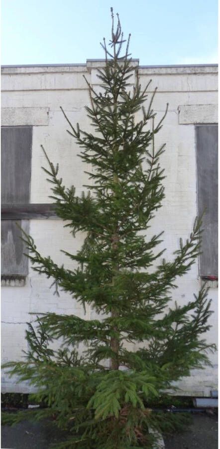 Warentuin Natuurlijk Gewone gezaagde kerstboom Picea Abies Fijnspar XXXXL 400-500 cm