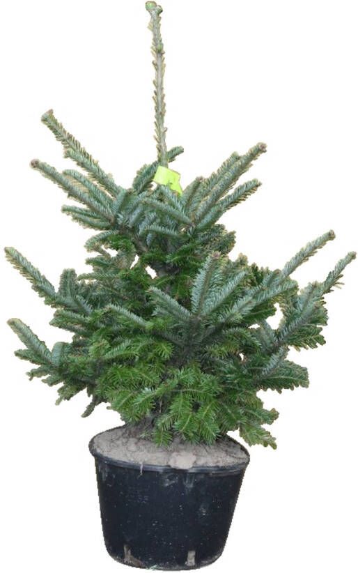 Warentuin Natuurlijk Kerstboom Warentuin Abies Fraseri 40 60 cm