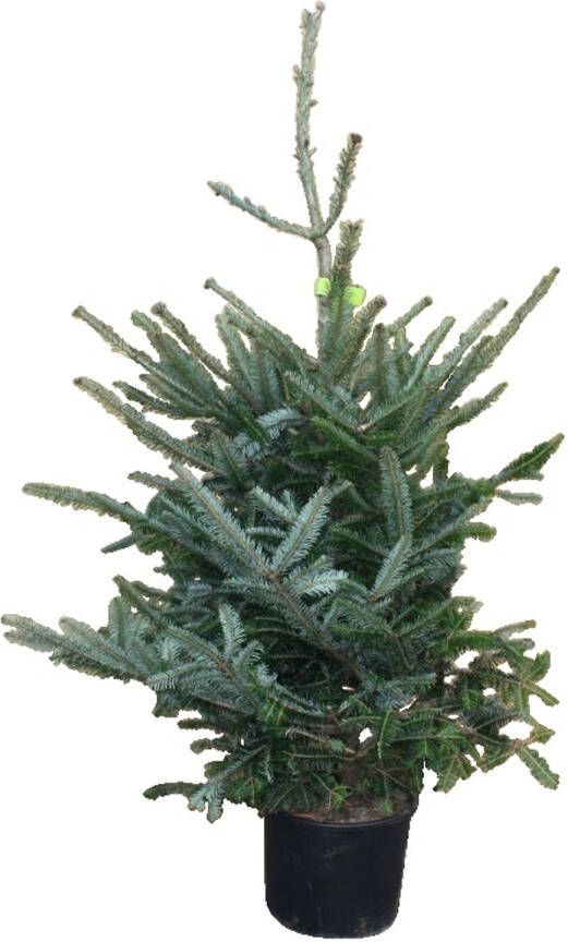 Warentuin Natuurlijk Kerstboom Warentuin Abies Fraseri 80 100 cm in pot