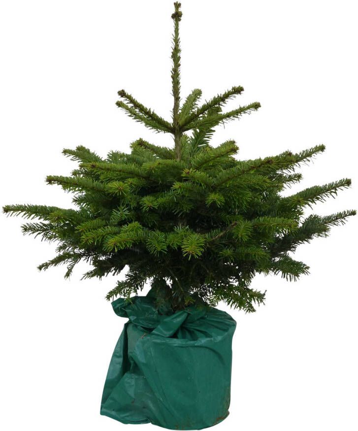 Warentuin Natuurlijk Kerstboom Warentuin Abies Koreana 100 175 cm in pot