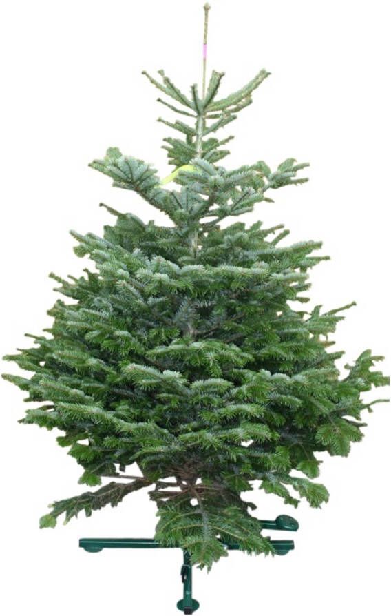 Warentuin Natuurlijk Kerstboom Warentuin Nordman A kwaliteit Abies Nordmanniana 125 150 cm gezaagd