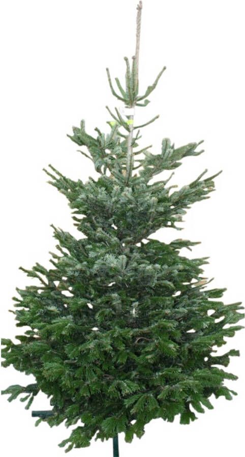 Warentuin Natuurlijk Kerstboom Warentuin Nordman A kwaliteit Abies Nordmanniana 150 200 cm gezaagd