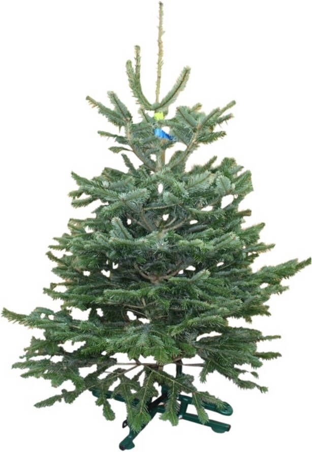 Warentuin Natuurlijk Kerstboom Warentuin Nordman B kwaliteit Abies Nordmanniana 150 175 cm gezaagd