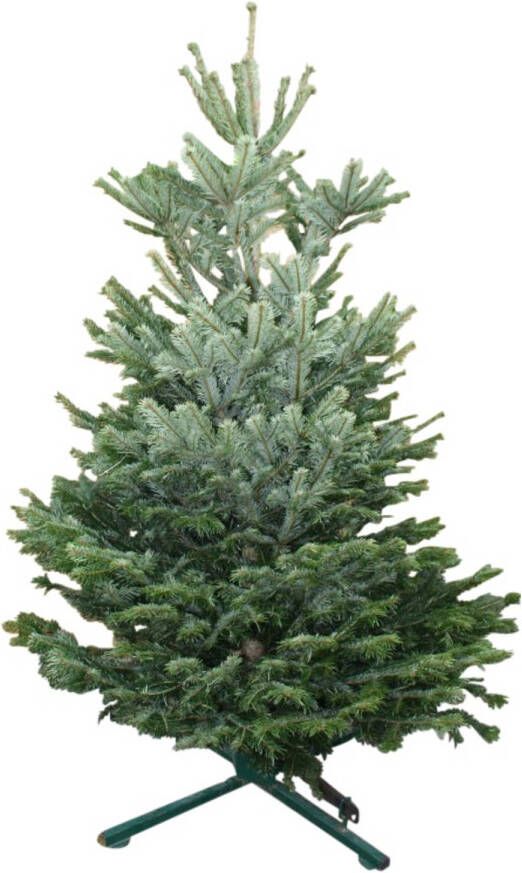Warentuin Natuurlijk Kerstboom Warentuin Nordman B kwaliteit Abies Nordmanniana 175 200 cm gezaagd