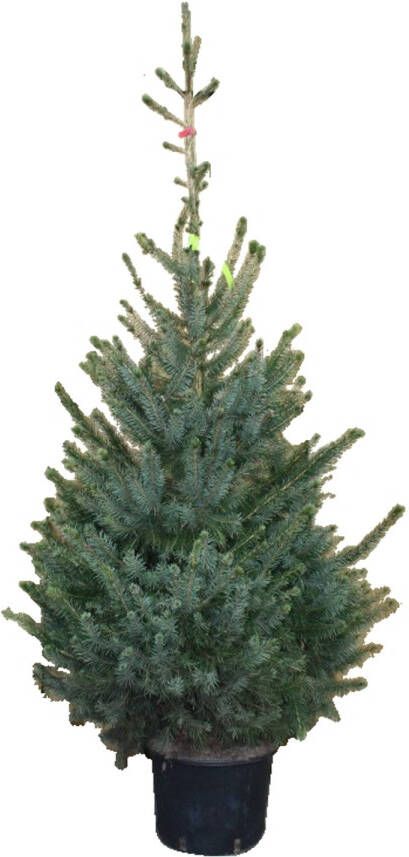 Warentuin Natuurlijk Kerstboom Warentuin Picea Omorika 100 125 cm in pot