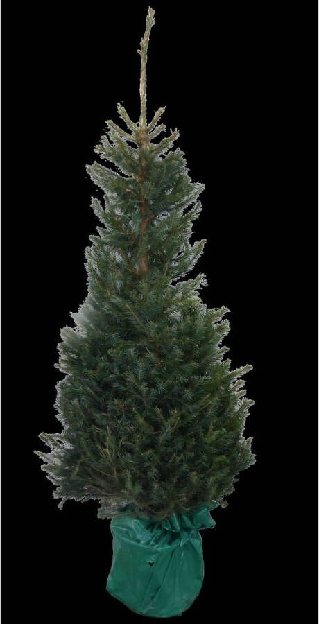 Warentuin Natuurlijk Kerstboom Warentuin Picea Omorika 125 150 cm in pot
