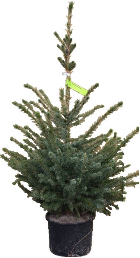 Warentuin Natuurlijk Kerstboom Warentuin Picea Omorika 40 60 cm in pot