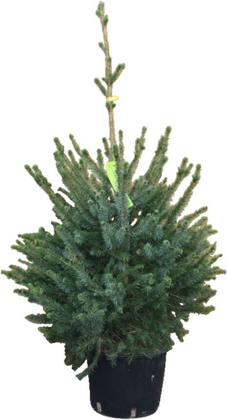 Warentuin Natuurlijk Kerstboom Warentuin Picea Omorika 60 80 cm in pot