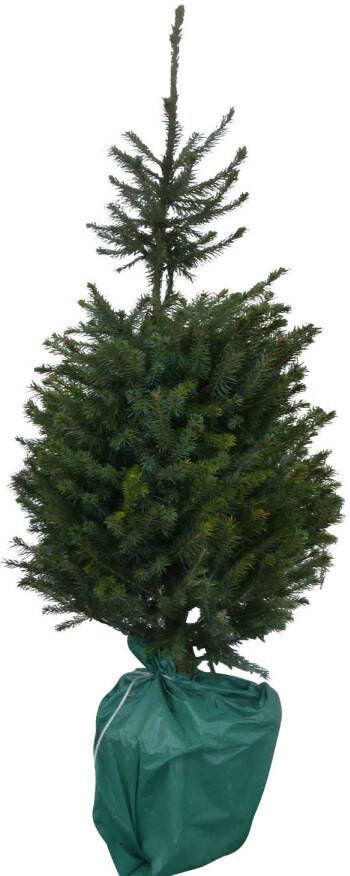 Warentuin Natuurlijk Kerstboom Warentuin Picea Omorika 80 100 cm in pot