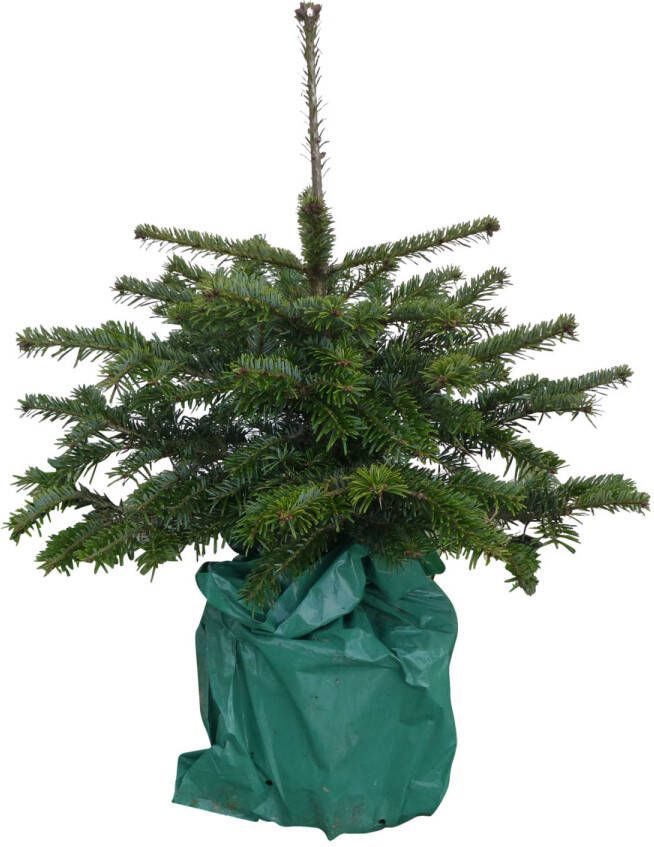 Warentuin Natuurlijk Kerstboom Warentuin Picea Pungens 40 60 cm