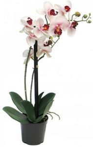 Warentuin Phalaenopsis Orchidee In Pot 50 Cm Roze Kunstplant Nova Nature