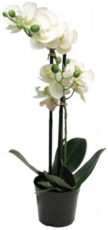 Warentuin Phalaenopsis Orchidee In Pot 50 cm wit kunstplant Nova Nature