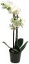 Warentuin Phalaenopsis Orchidee In Pot 50 cm wit kunstplant Nova Nature - Thumbnail 1